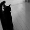 今日のニャンコ