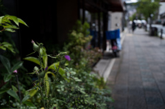 紫華