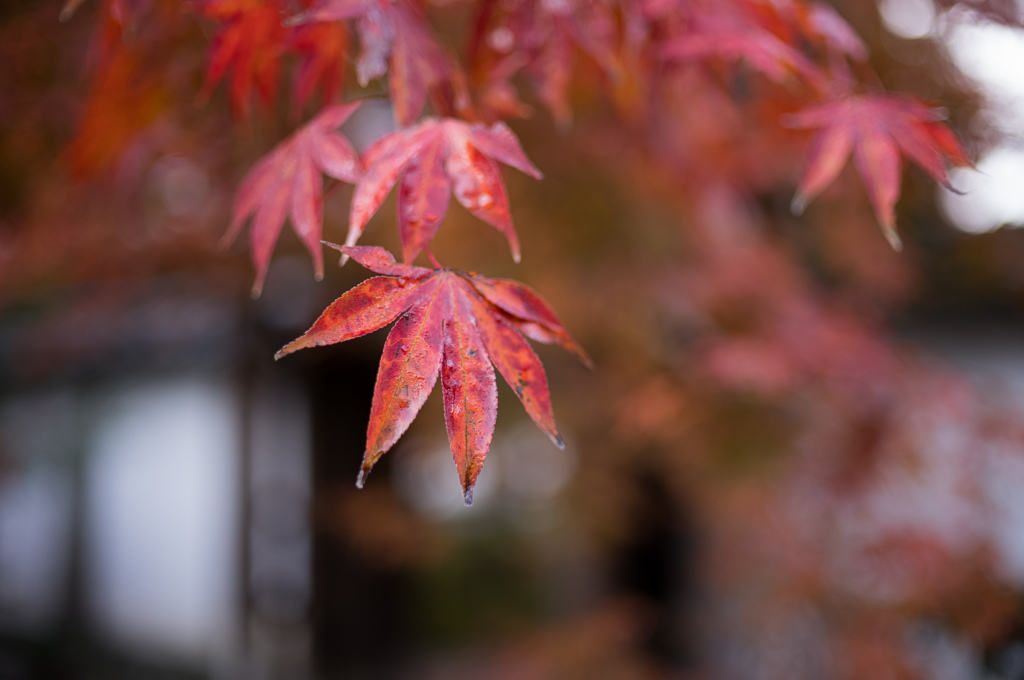 圓光寺　紅葉　5