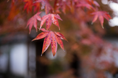圓光寺　紅葉　5