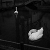 六角堂の白鳥