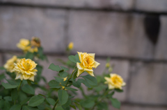 中之島バラ公園　11