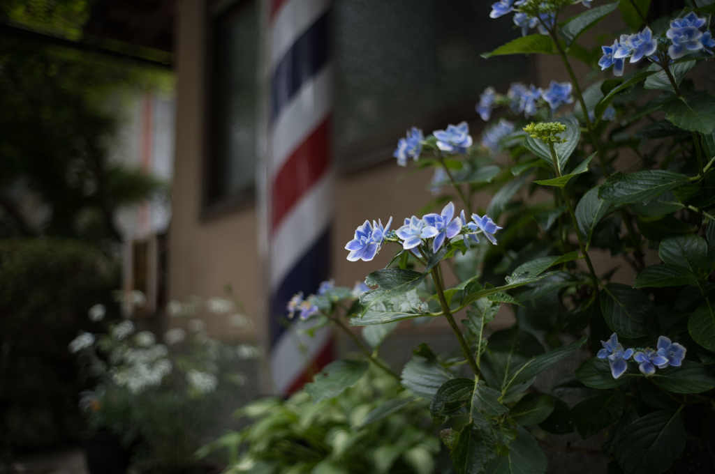 床屋前の紫陽花