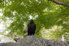 カラスの休憩
