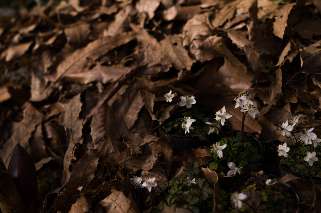 京都植物園　11