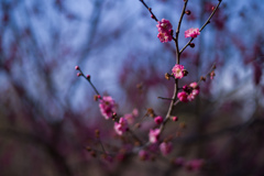 京都植物園　21