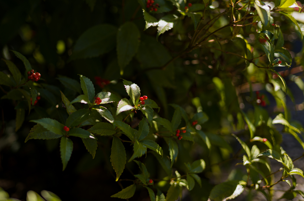 奈良吉城園　14