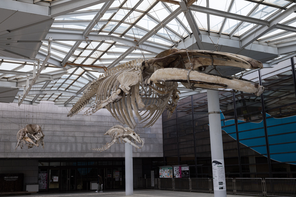 シロナガスクジラ