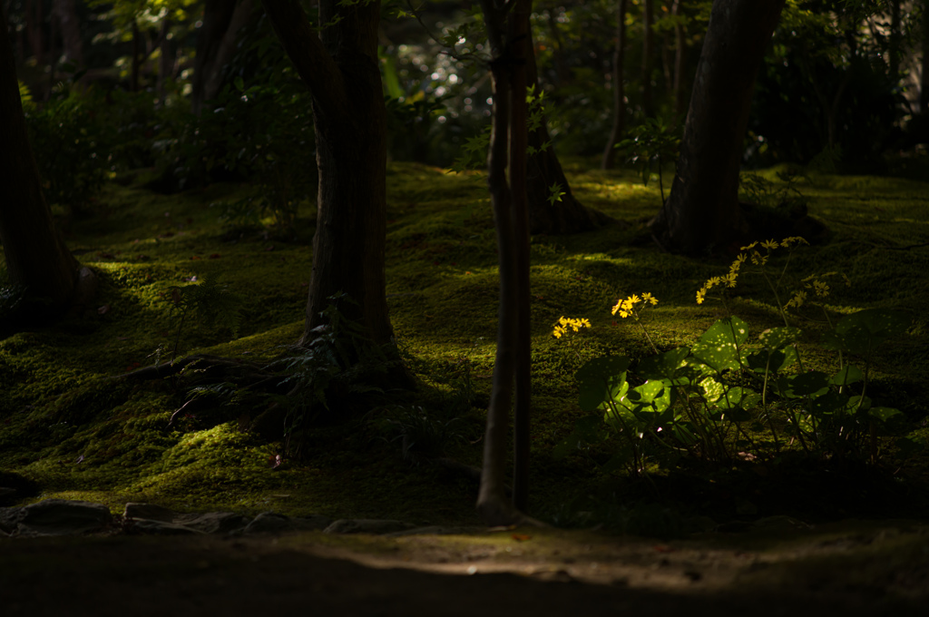 京都祇王寺　8