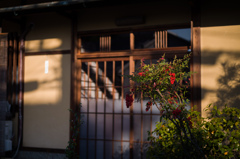 朝に日差し　1