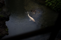 並河靖之七宝記念館　10