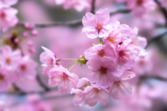 桜　2