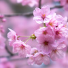 桜　2