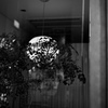 木陰の灯り