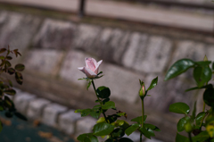 鶴見緑地公園　6