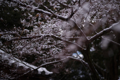 雪解けの風景　3