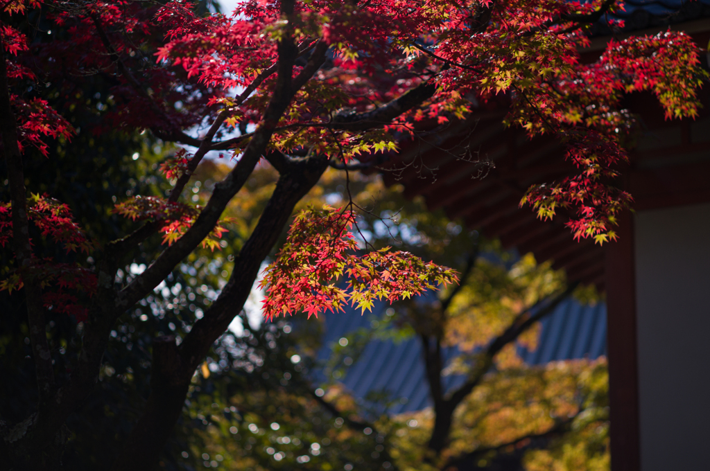 清水の紅葉　4