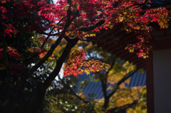 清水の紅葉　4