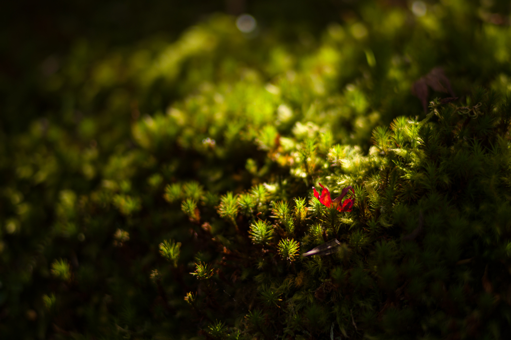 奈良吉城園　18