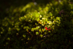 奈良吉城園　18