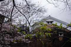 雨葉
