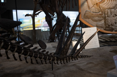 ステゴザウルス　1