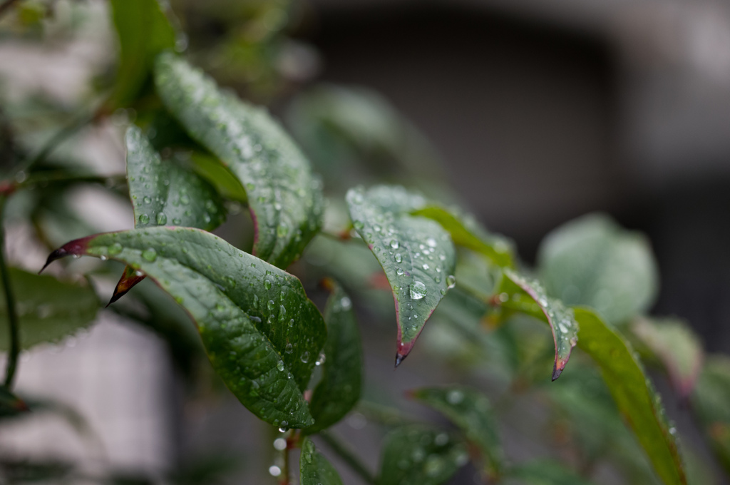 雨の日　4