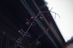 木枯らしの中で