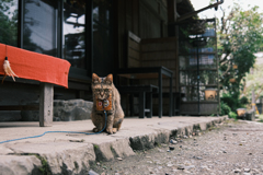 猫住職