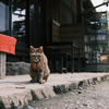 猫住職
