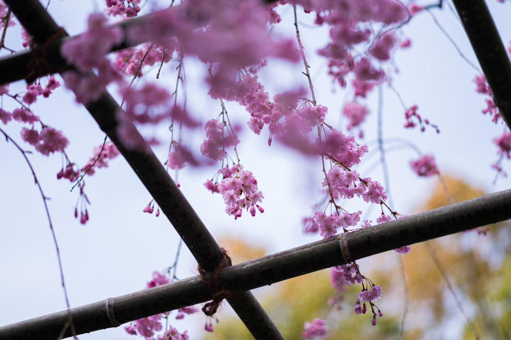 平安神宮の桜　6