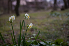 冬の水仙