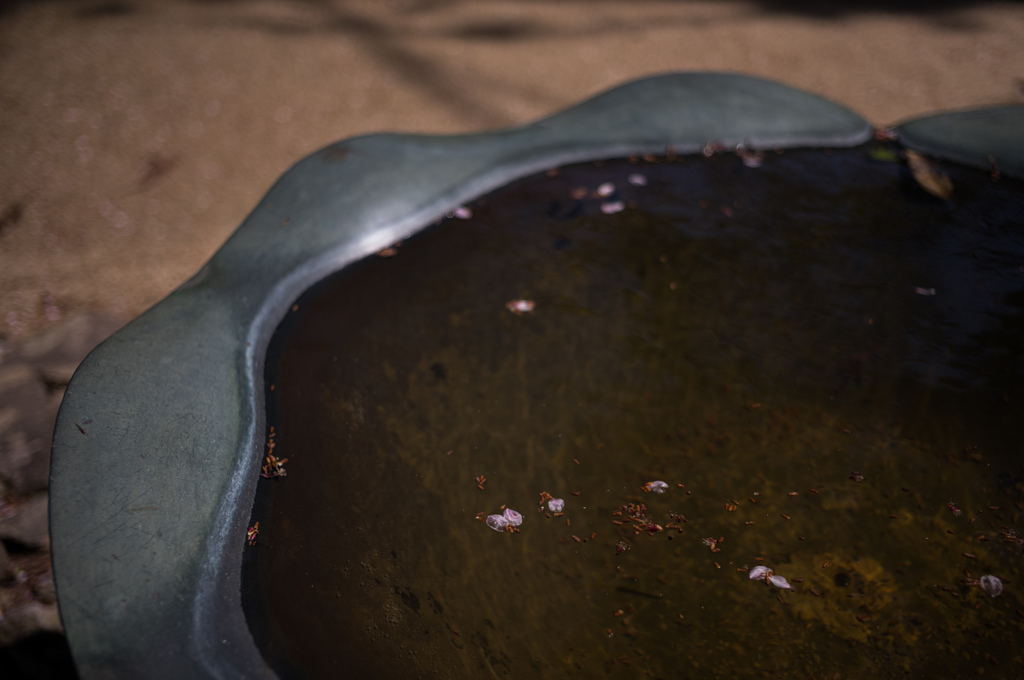 桜のおわり