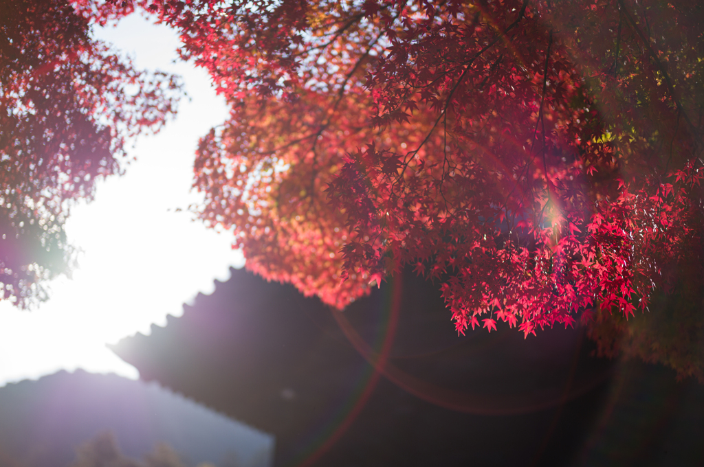 京都南禅寺　紅葉18