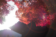 京都南禅寺　紅葉18