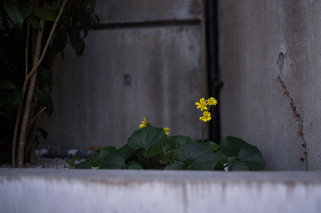 黄色の花