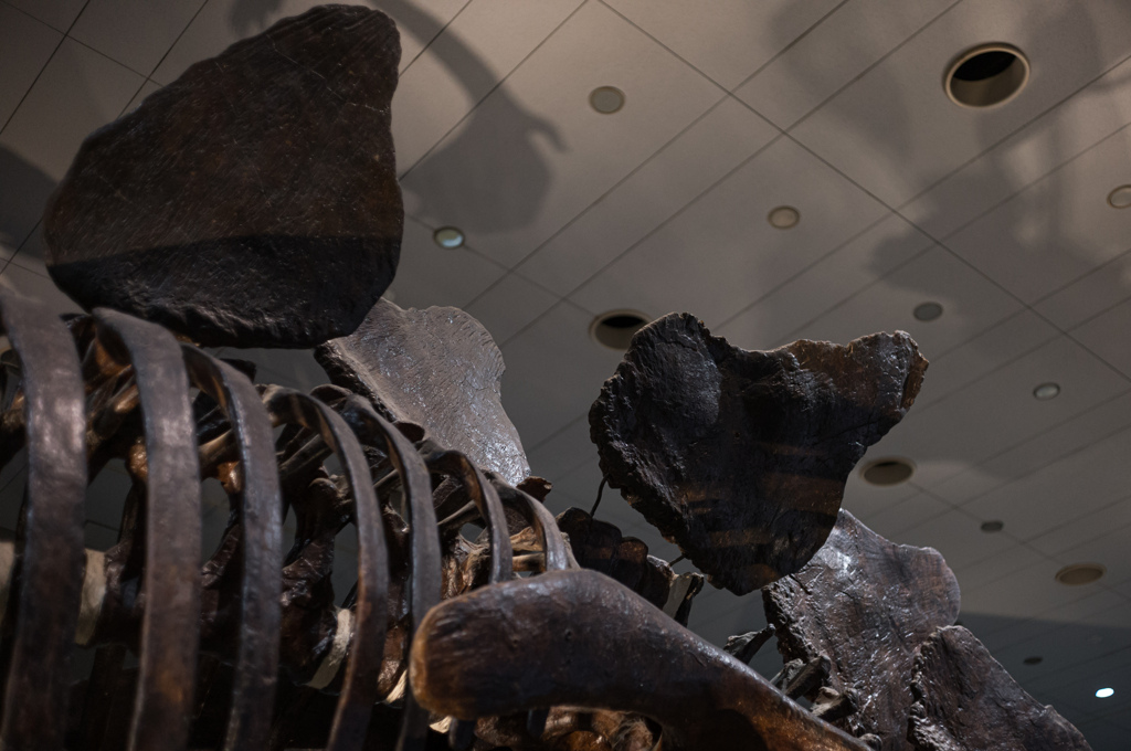 ステゴザウルス　3