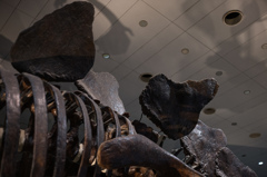 ステゴザウルス　3