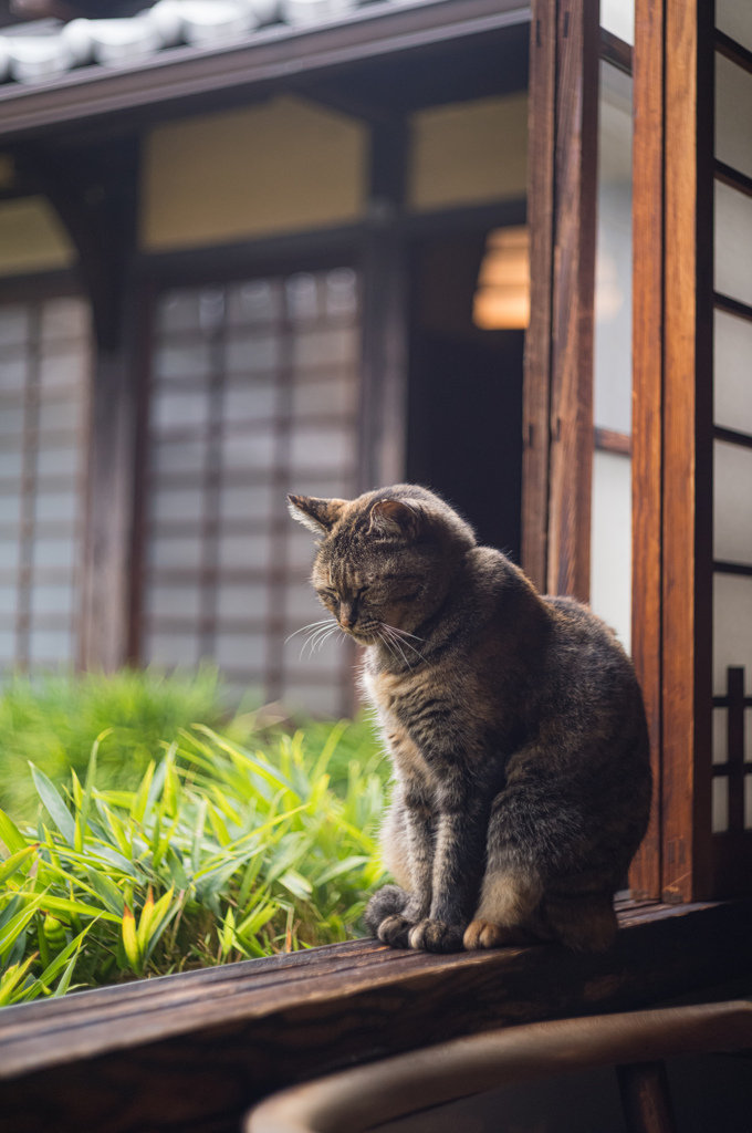 まどろむ猫