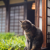 まどろむ猫