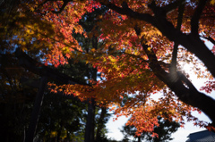 鳥居の紅葉