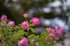 中之島バラ公園　9