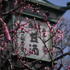 八坂の梅