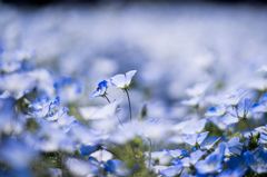 春の花達　4