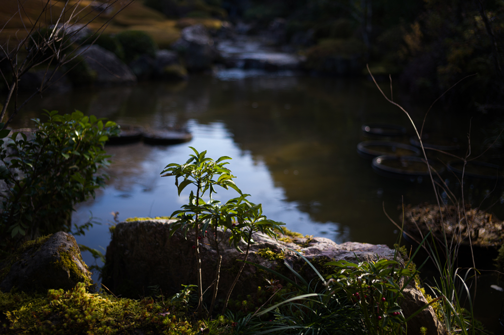 京都妙心寺　退蔵院　24