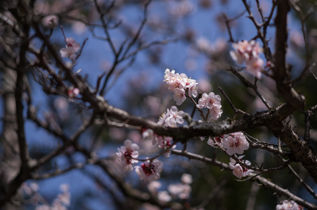 桜咲く