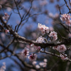桜咲く