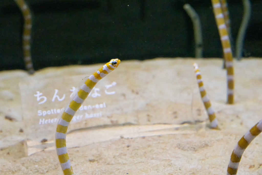 暑いので水族館へ 10