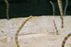 暑いので水族館へ 10