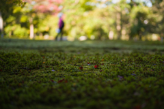 奈良吉城園　紅葉6